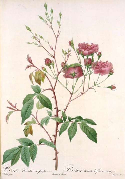 Пьера-Жозефа Редуте (Pierre-Joseph Redoute). "Рафаэль цветов" (167 работ)