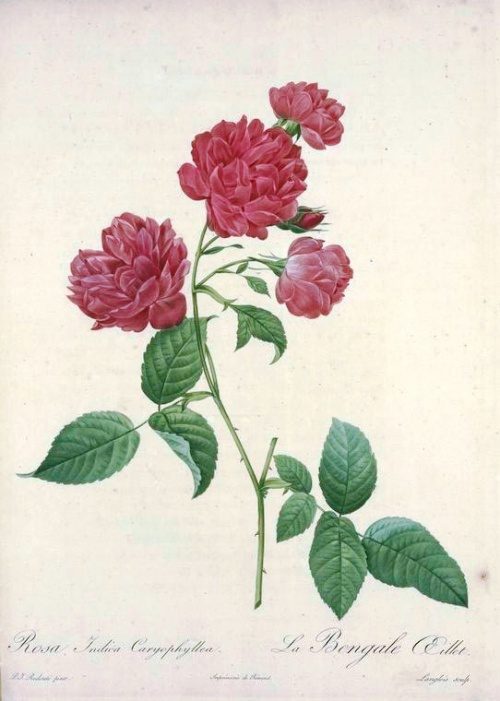 Пьера-Жозефа Редуте (Pierre-Joseph Redoute). "Рафаэль цветов" (167 работ)