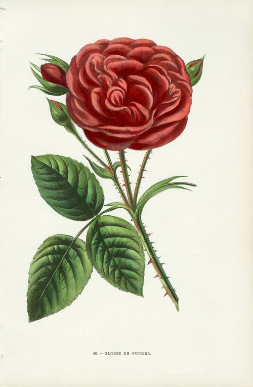   . Jamain Rose Prints 1873 (54 )