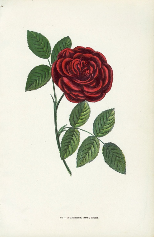   . Jamain Rose Prints 1873 (54 )