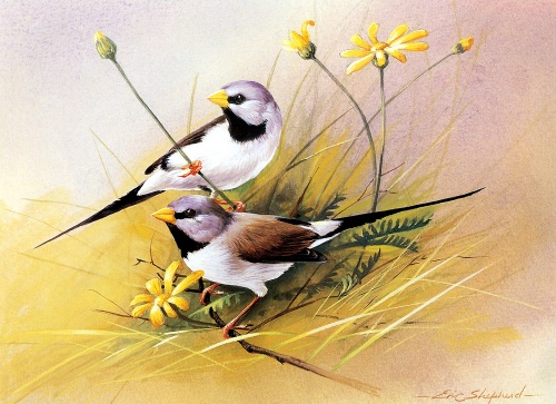  Eric Shepherd. Birds (59 )