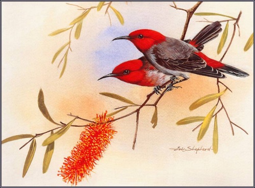  Eric Shepherd. Birds (59 )
