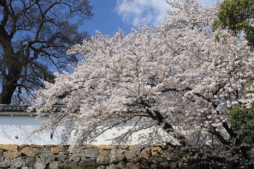 http://cp12.nevsepic.com.ua/79-2/thumbs/1355609381-800px-himeji_cherry_blossoms_1.jpg