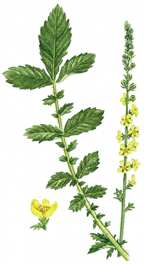      ArtVille  IL076. Herbs (60 )