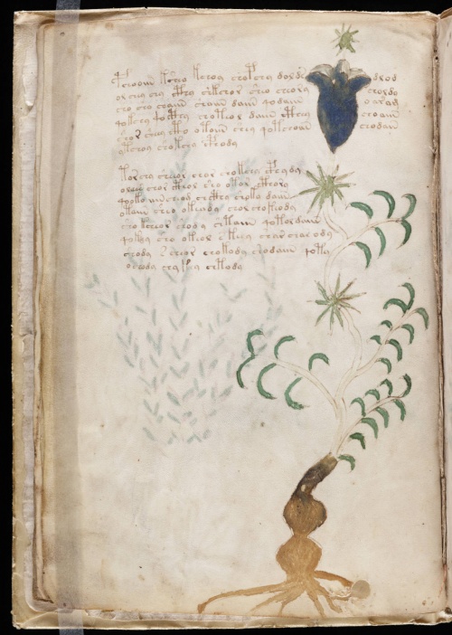 Voynich Manuscript (209 работ)
