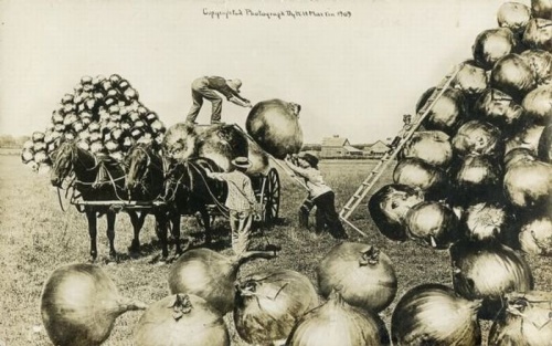 Ретро открытки-небылицы из США конца 19-го века (73 фото)