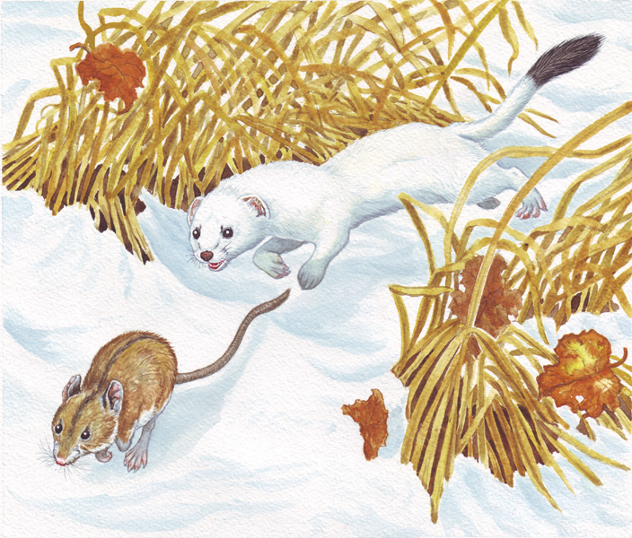 Жизнь животных весной сладкова сказки. Никалай Сладков "под снегом". Иллюстрации Сладкова для детей. Мышка зимой для детей.