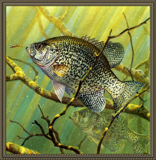 Рисунки на тему рыбалка (14 работ)
