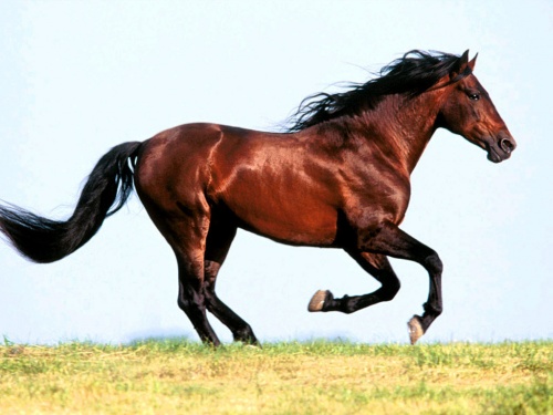 Красивые картинки лошадей (58 работ)