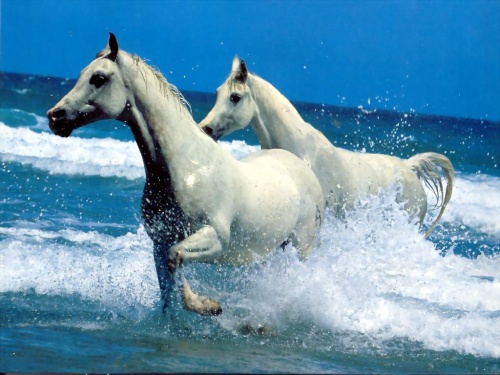 Красивые картинки лошадей (58 работ)