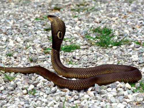 Змеи (29 фото)