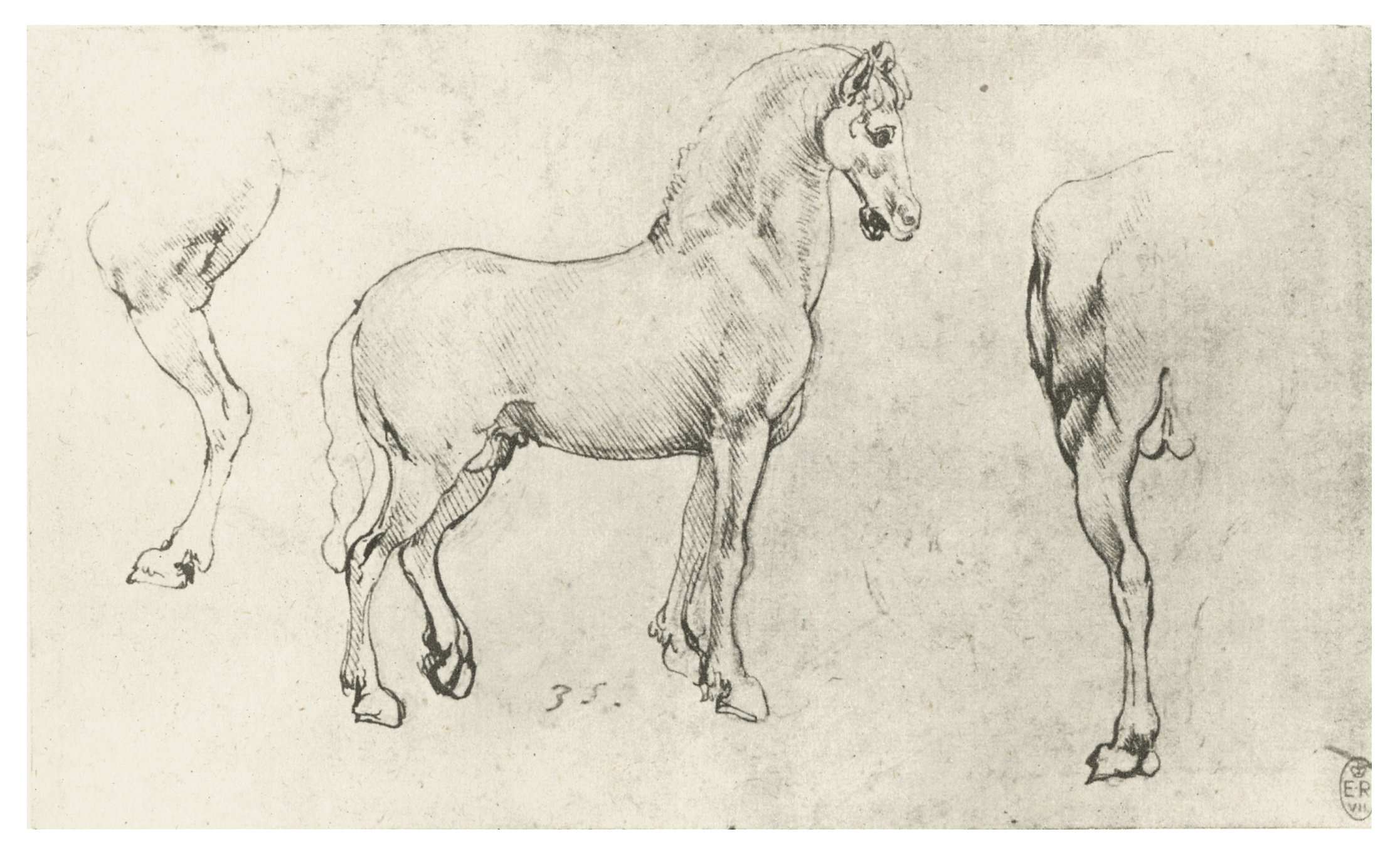 Карандашный набросок 5 букв сканворд. Леонардо да Винчи зарисовки лошадей. Леонардо Давинчи Наброски животных. Леонардо да Винчи анатомия лошади. Анатомические зарисовки Леонардо да Винчи.