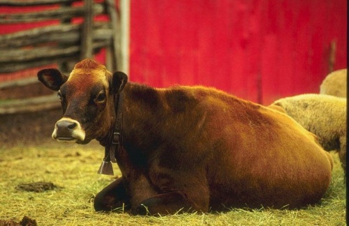 Коровы и быки (55 фото)
