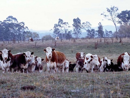 Коровы и быки (55 фото)