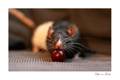 Мыши (74 фото)