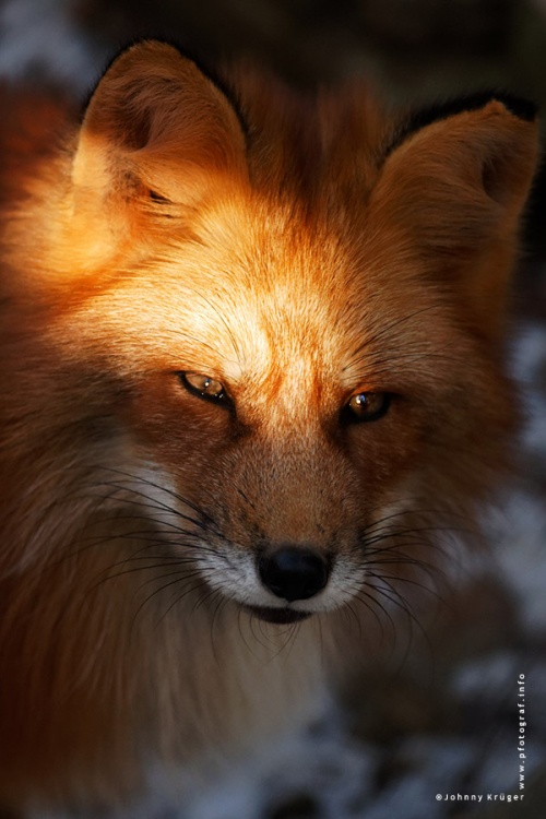 Лисы - Fox (122 фото)