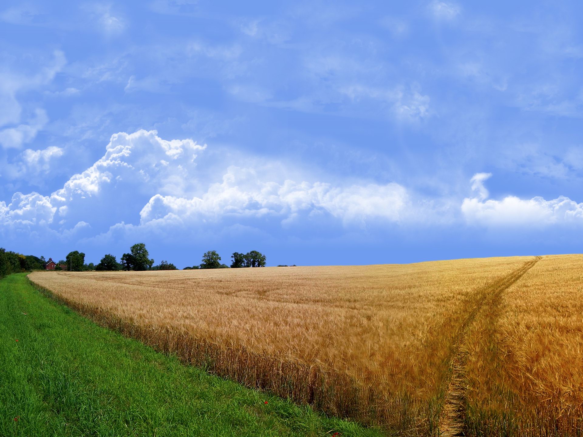 Поле берг. Поле пшеницы. Природа поле. Поле и небо. В поле.
