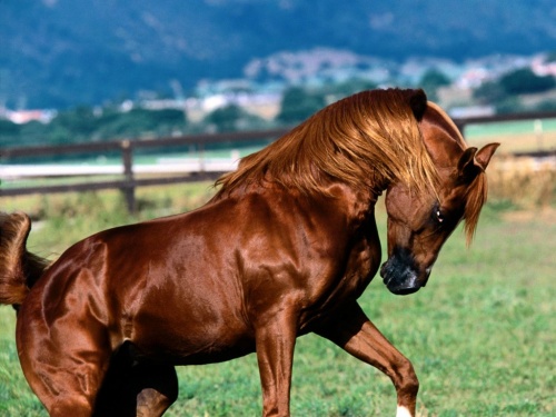Обои красивых лошадей (62 фото)