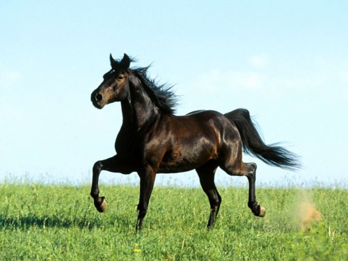 Обои красивых лошадей (62 фото)