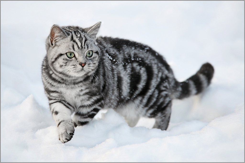 Порода кошек вискас. Кот вискас порода британец. Британский короткошерстный кот полосатый. Мраморный табби вискас. Британская короткошёрстная кошка вискас.