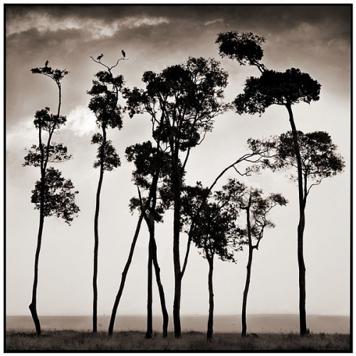 Black&White Africa by Nick Brandt  (62 фото)