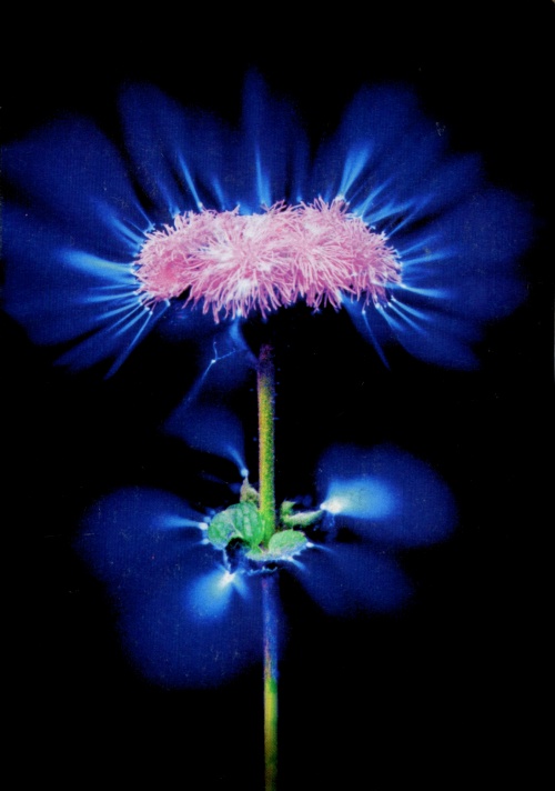 Kirlian effect: photographs of plant auras (28 photos)