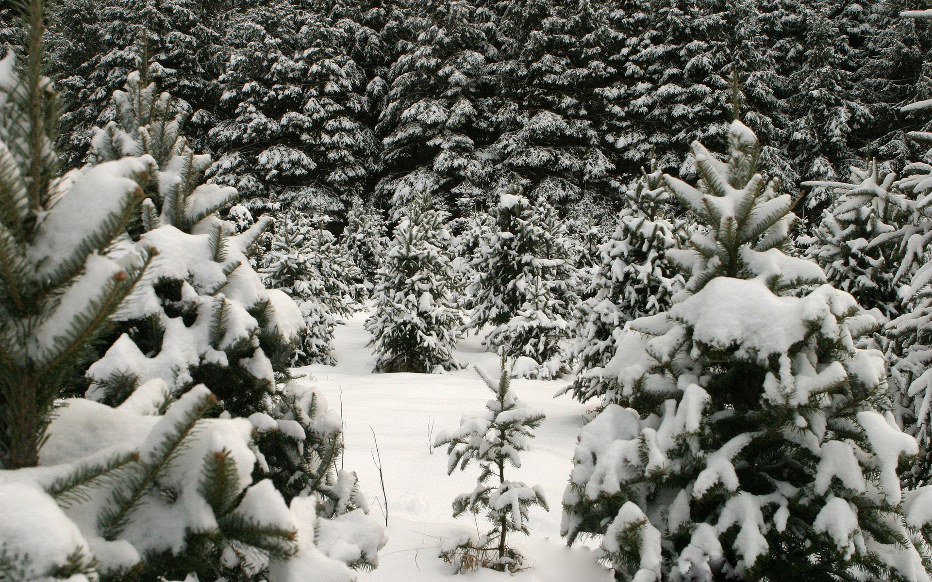 Зимою и летом елочка зеленая была. Елка в снегу. Заснеженная елка в лесу. Зимняя елочка. Елка в лесу зимой.