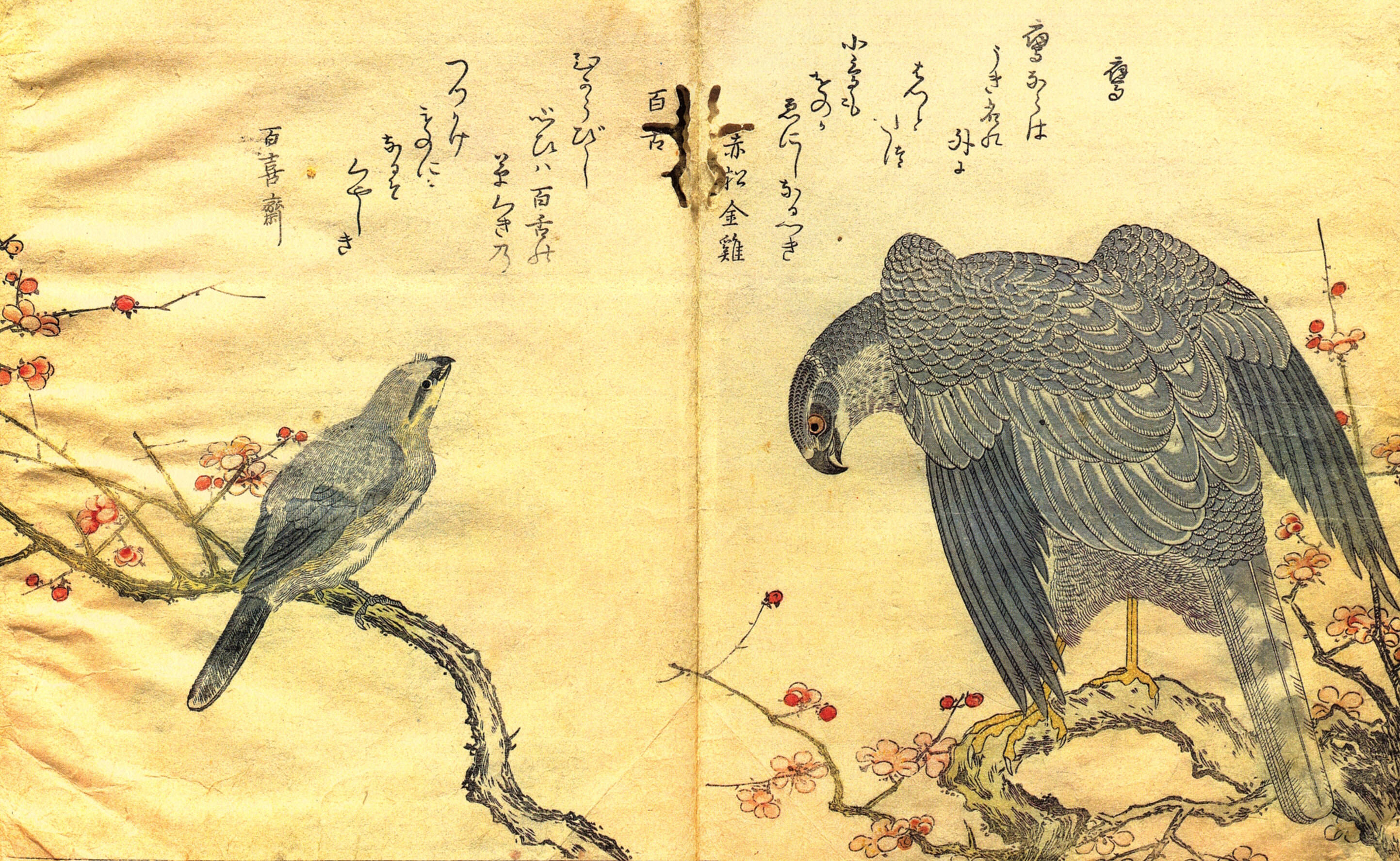 Сера птичка по китайски перевод. Японский художник Китагава Утамаро. Япония Китагава Утамаро гравюра. Ксилография в древнем Китае. Китагава Утамаро (годы жизни 1753-1806 [прожил 53 года]).