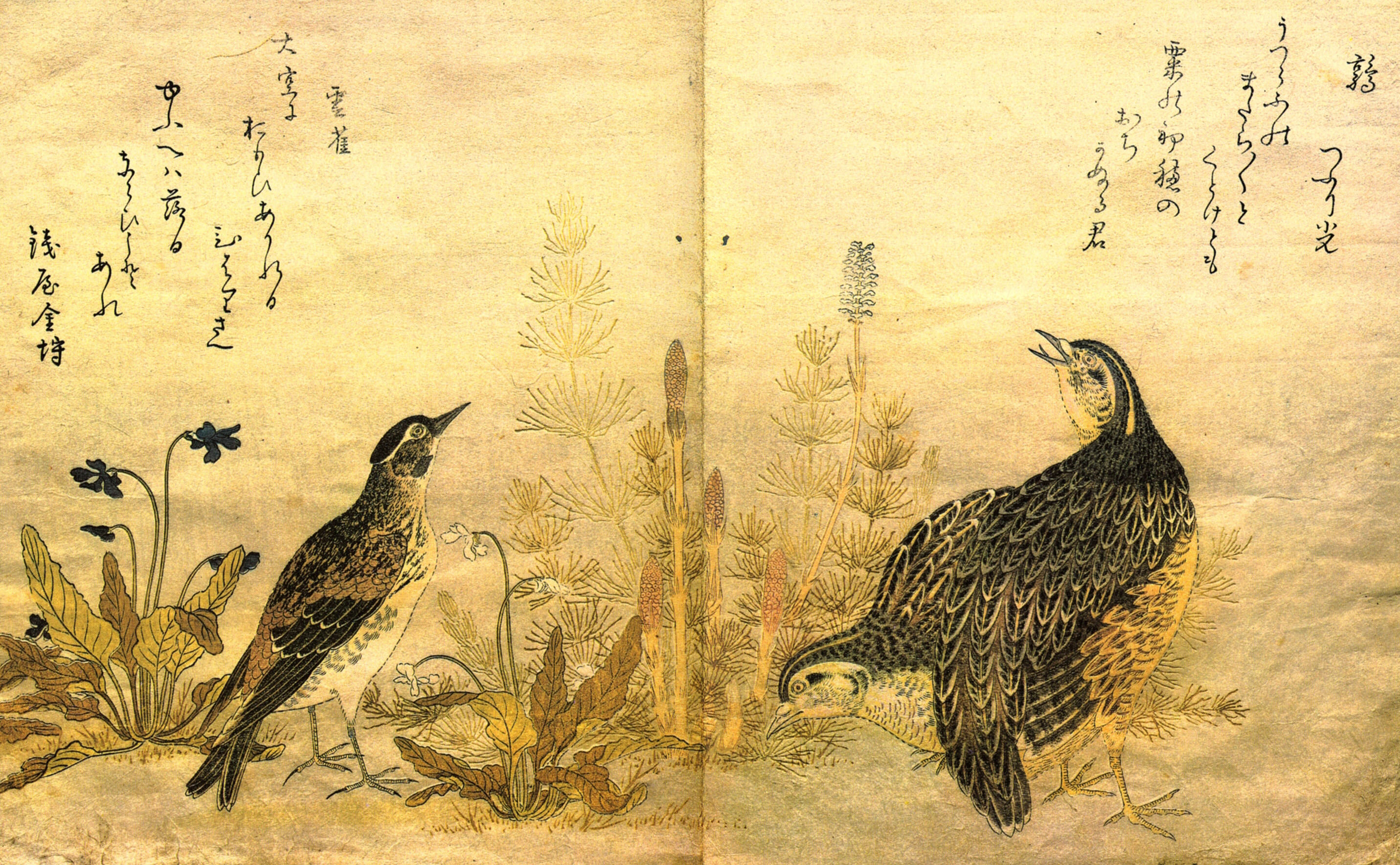 16 птичек на китайском. Китагава Утамаро птицы. Японский художник Китагава Утамаро. Китагава Утамаро Тоетоми Хидэес. Китайская живопись Хуа Няо.
