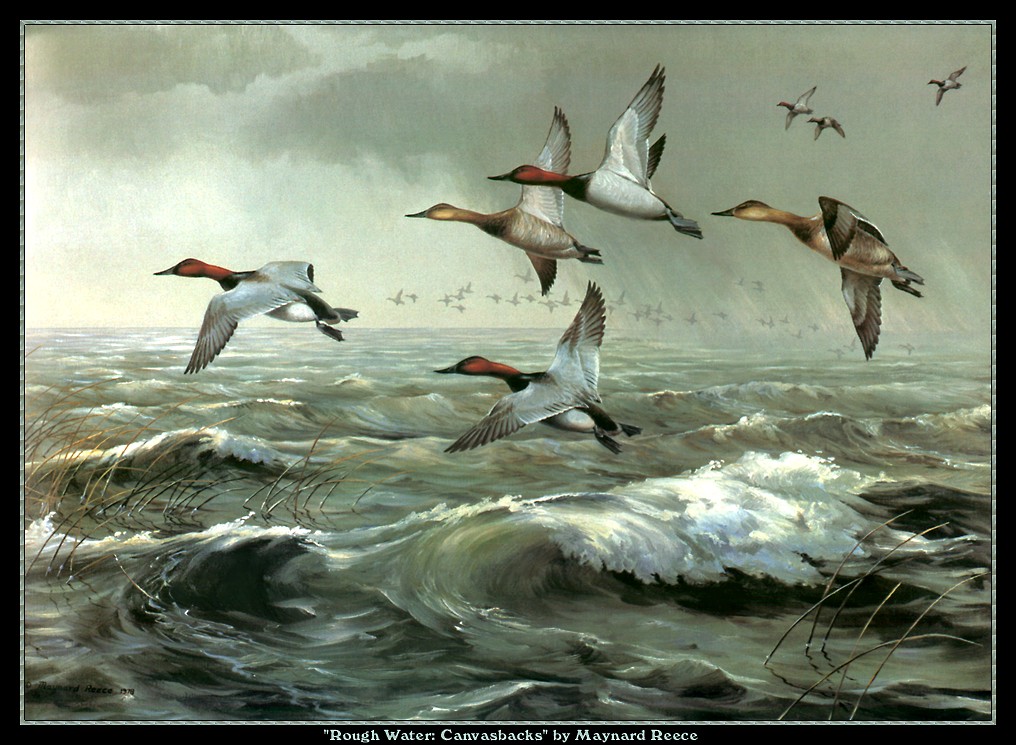 Описание картины птицы. Художник Maynard Reece.. Птицы летят живопись. Перелетные птицы живопись. Живопись вода птицы.