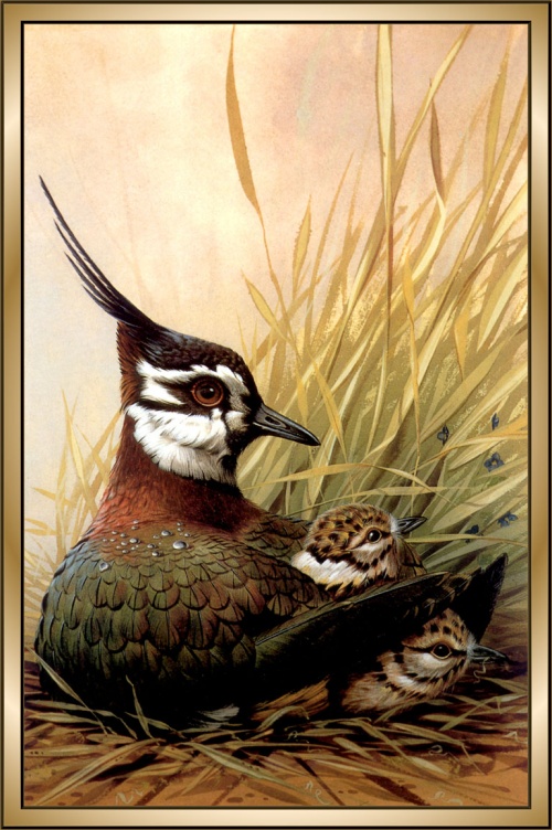Картины Живой природы. Птицы (109 работ)