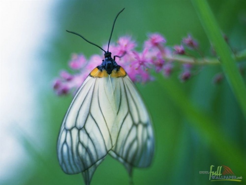 Красивые фото разных видов бабочек (154 фото)