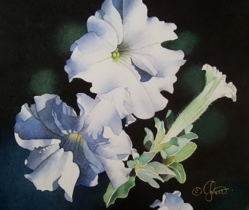 Цветы от Jacqueline Gnott (29 работ)