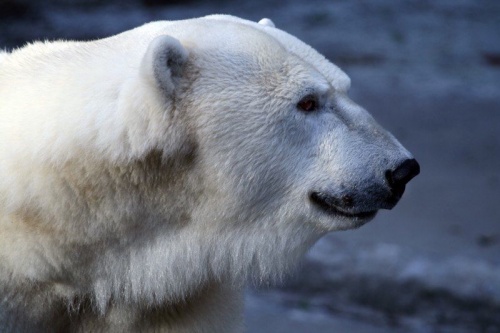 Белый медведь - хищное снежное облако (22 фото)
