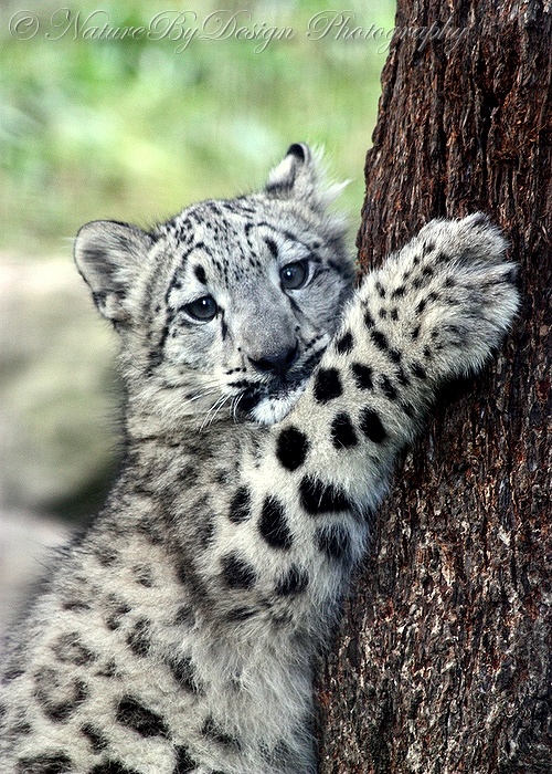 PhotoWorks by NatureByDesign - Snow Leopards (53 фото)
