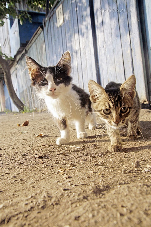 Photos of animals #7 - Cats (55 фото)