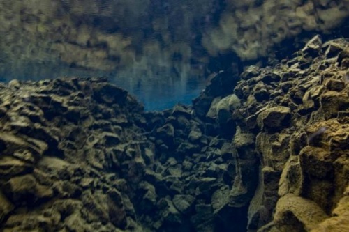 Фотографии "Подводный мир" (125 фото)
