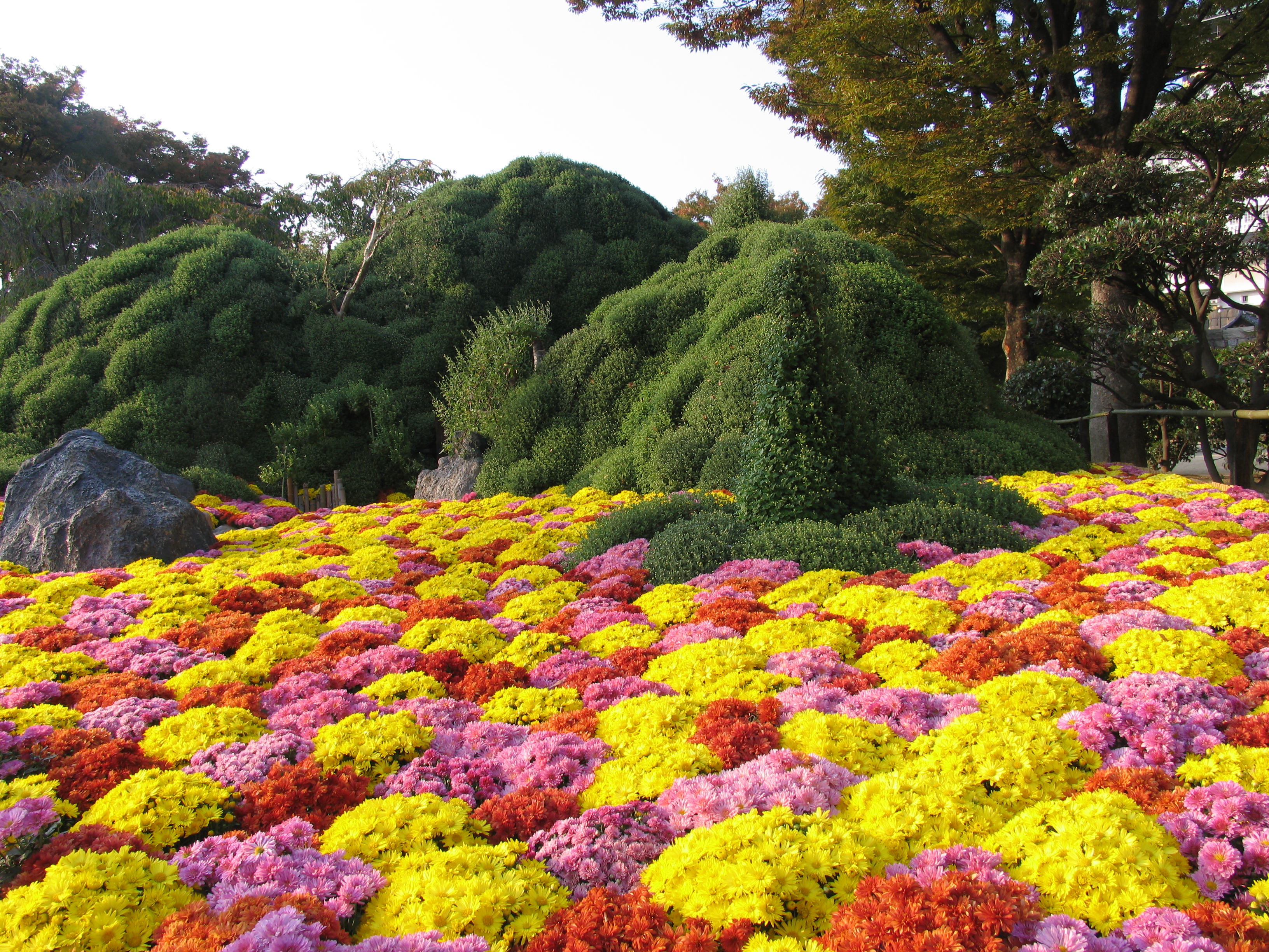 Сады хризантем в Японии