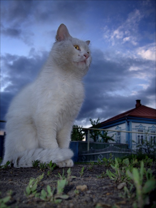 Домашние кошки - HQ Foto (ч.6) (18 фото)