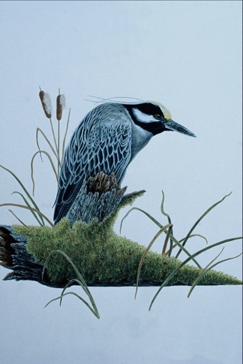 Рисованные изображения птиц (51 работ)
