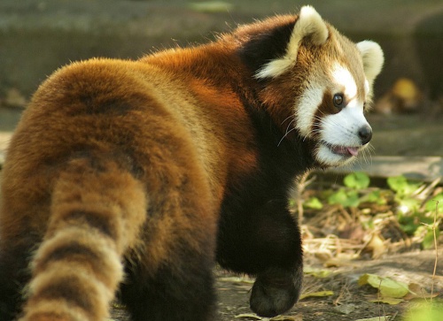 Красная панда: firefox во всей своей красе (25 фото)