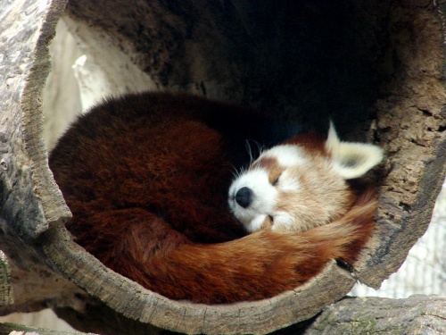Красная панда: firefox во всей своей красе (25 фото)