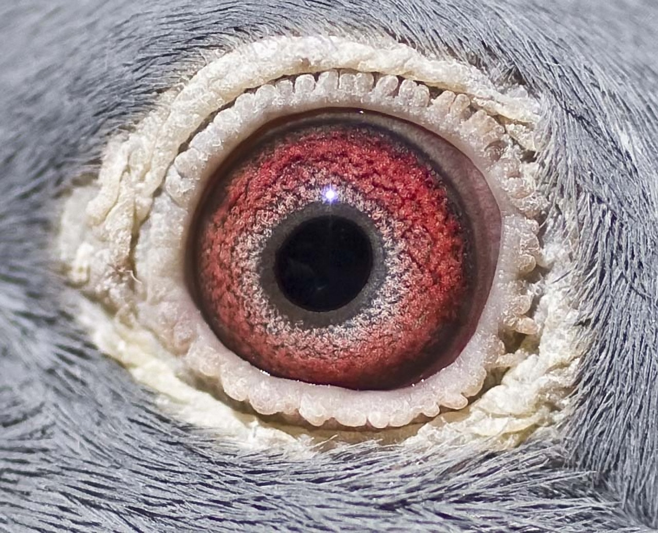 Макросъемка Радужки глаза животных