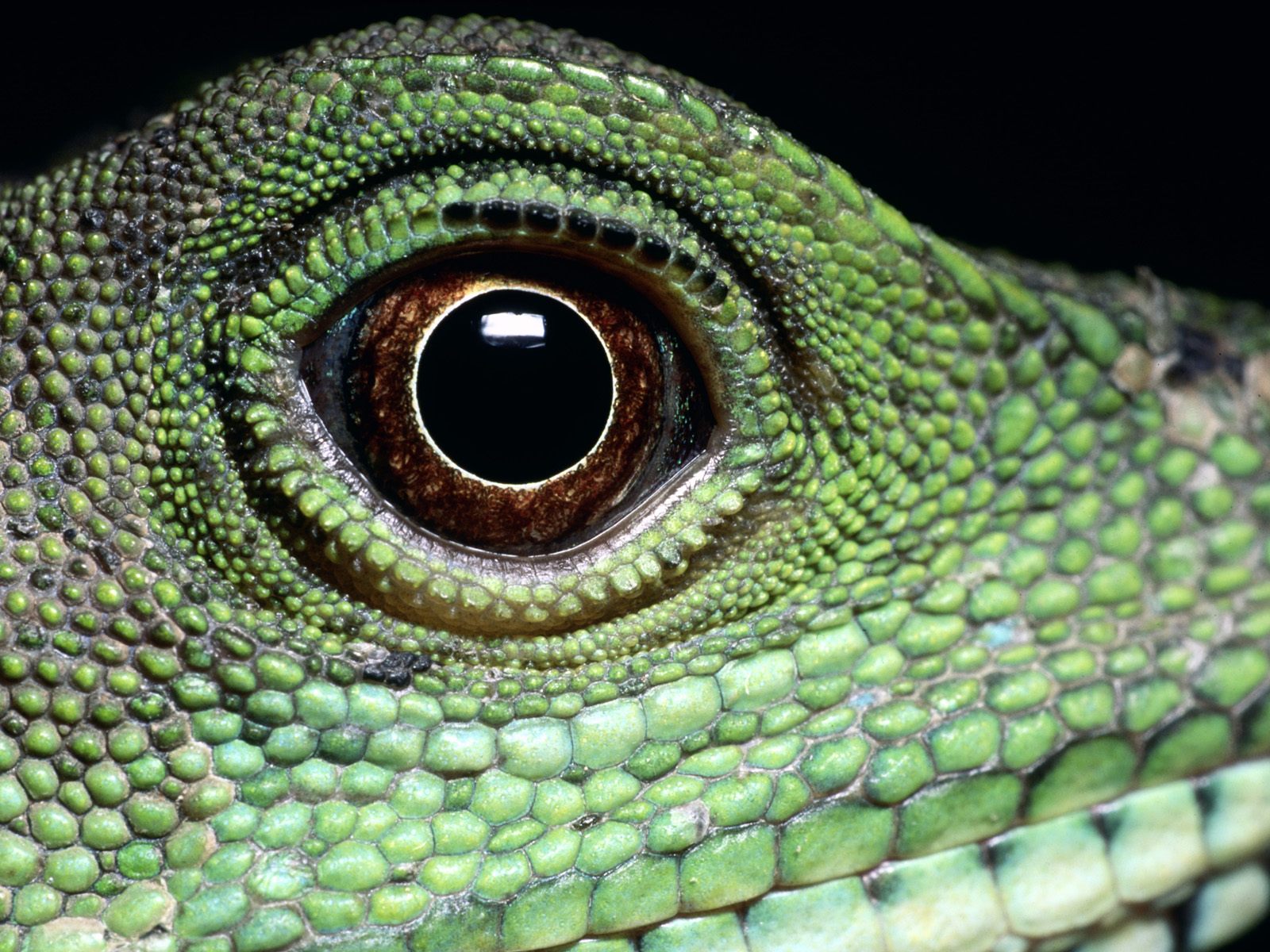 Змея хамелеон. Гаттерия 3 глаз. Варан игуана хамелеон. Игуана Варан глаз. Глаза ящерицы игуаны.