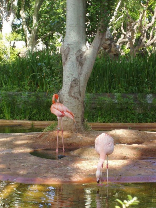 Розовый фламинго - Foto (32 фото)