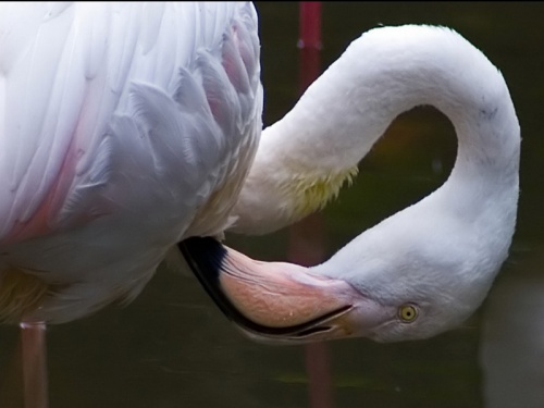 Розовый фламинго - Foto (32 фото)