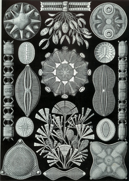 Эрнст Геккель. Красота форм в природе, 1904 (100 работ)