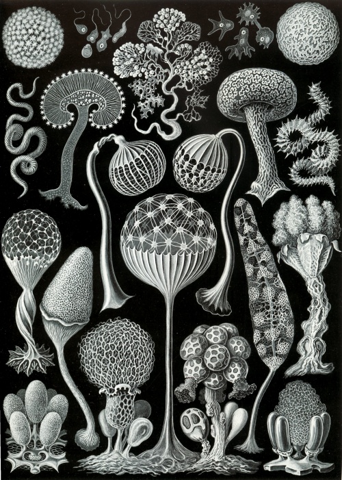 Эрнст Геккель. Красота форм в природе, 1904 (100 работ)