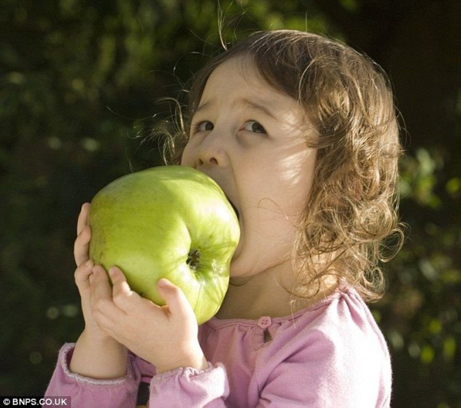 Съем яблок. Гигантское яблоко. Большие яблоки. Смешное яблоко. Огромное зеленое яблоко.