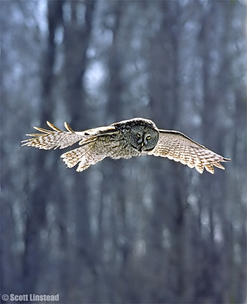 Photos of wildlife. Часть 1. Скотт Линстед (Scott Linstead) (55 фото)